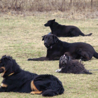Ebgondolat Kutyaiskola