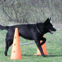 Ebgondolat Kutyaiskola