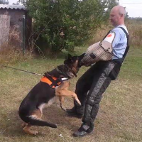 Csepeli Meteor Kutyaiskola