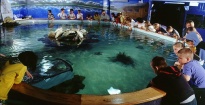 Tropicarium - A cápás állatkert