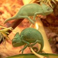 Z's PetShop