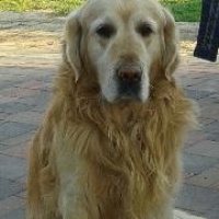 Vonatkerti Állatorvosi Rendelő