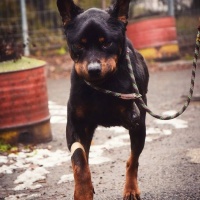 Egri Menhely - Állatokat Védjük Együtt Alapítvány