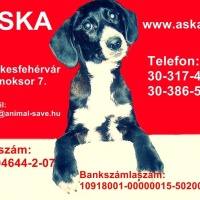 Alpha Segítő Kéz Állatkórházi Alapítvány